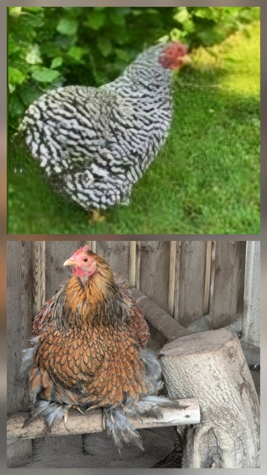 2 mooie volwassen kriel kippetjes, Dieren en Toebehoren, Pluimvee, Vrouwelijk, Kip