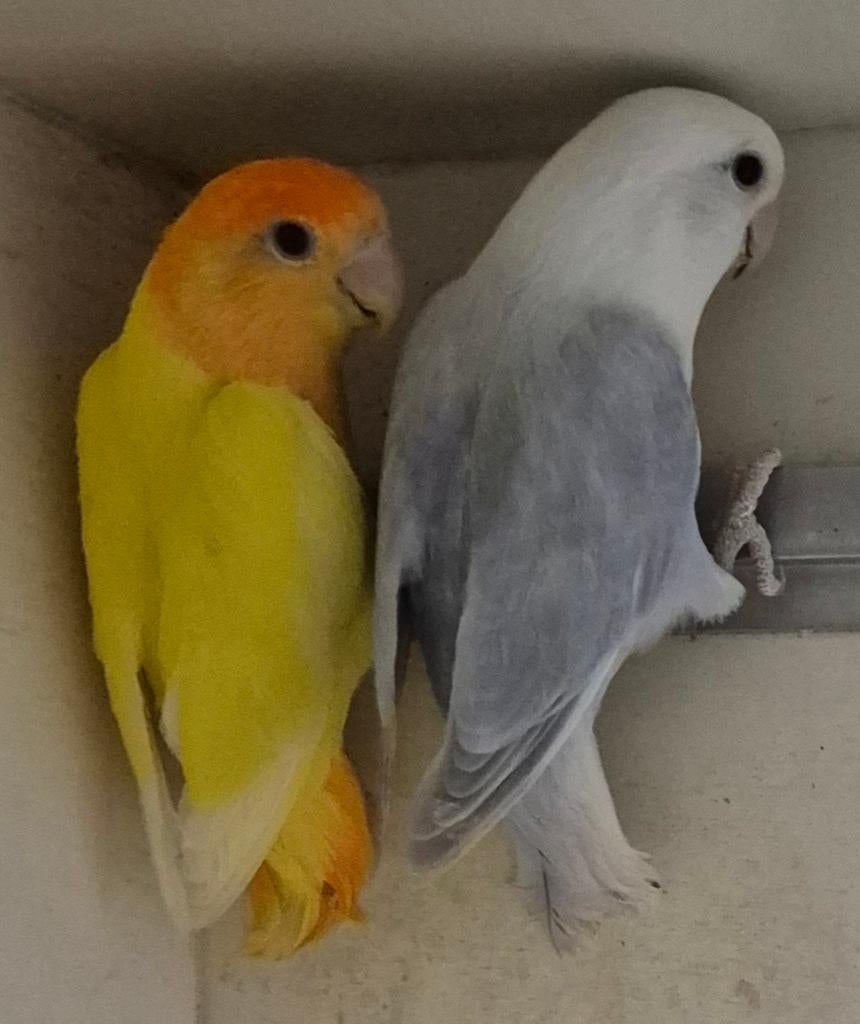 Koppel roceicollis opaline, Dieren en Toebehoren, Vogels | Parkieten en Papegaaien, Meerdere dieren, Dwergpapegaai of Agapornis