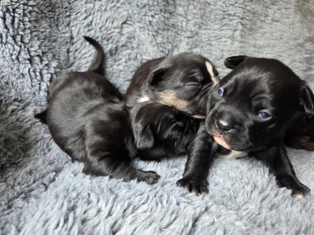 Amerikaanse  pocket  bully  X franse bulldog, 8 tot 15 weken, Bulldog, Meerdere, Meerdere dieren