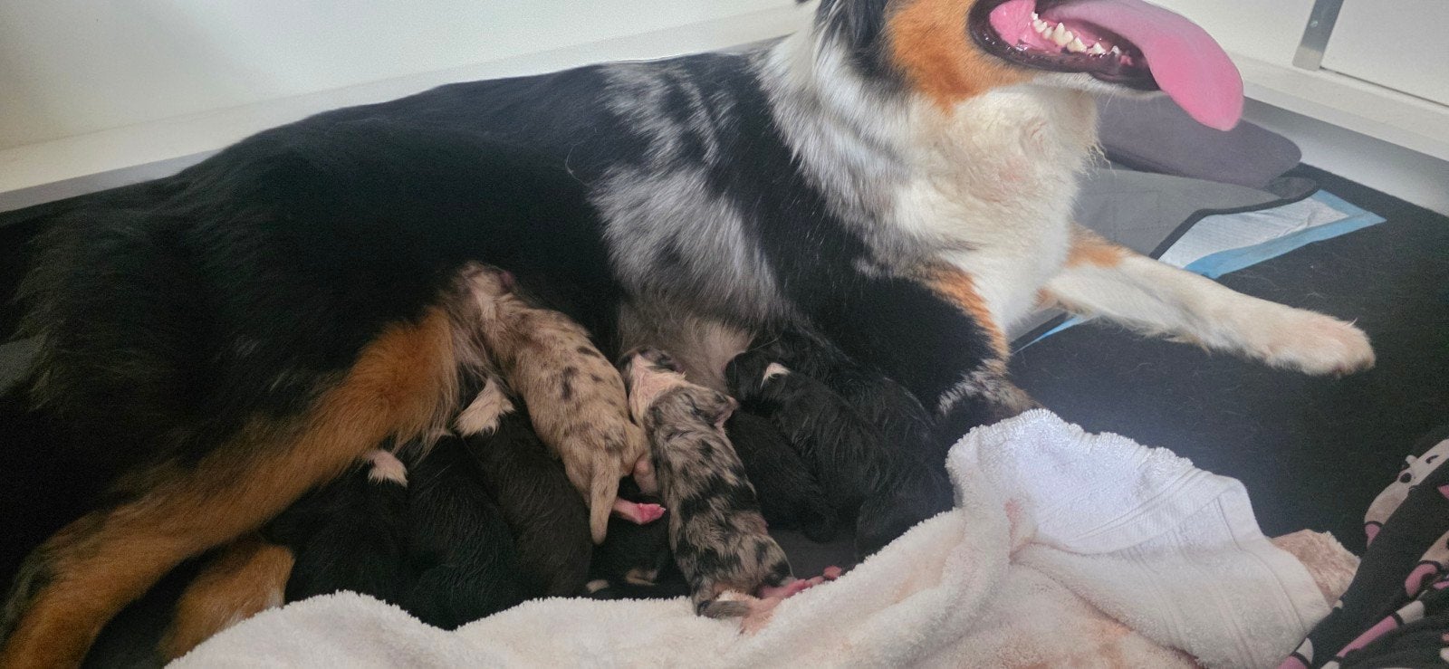 Prachtige Australian Shepherd pups, Dieren en Toebehoren, 8 tot 15 weken, Meerdere, Meerdere dieren, Herder