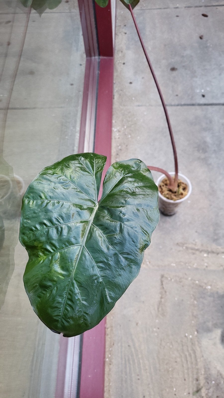 Alocasia Yucatan Princess - 60 cm met 2 bladeren, Overige soorten, In pot, Minder dan 100 cm, Groene kamerplant