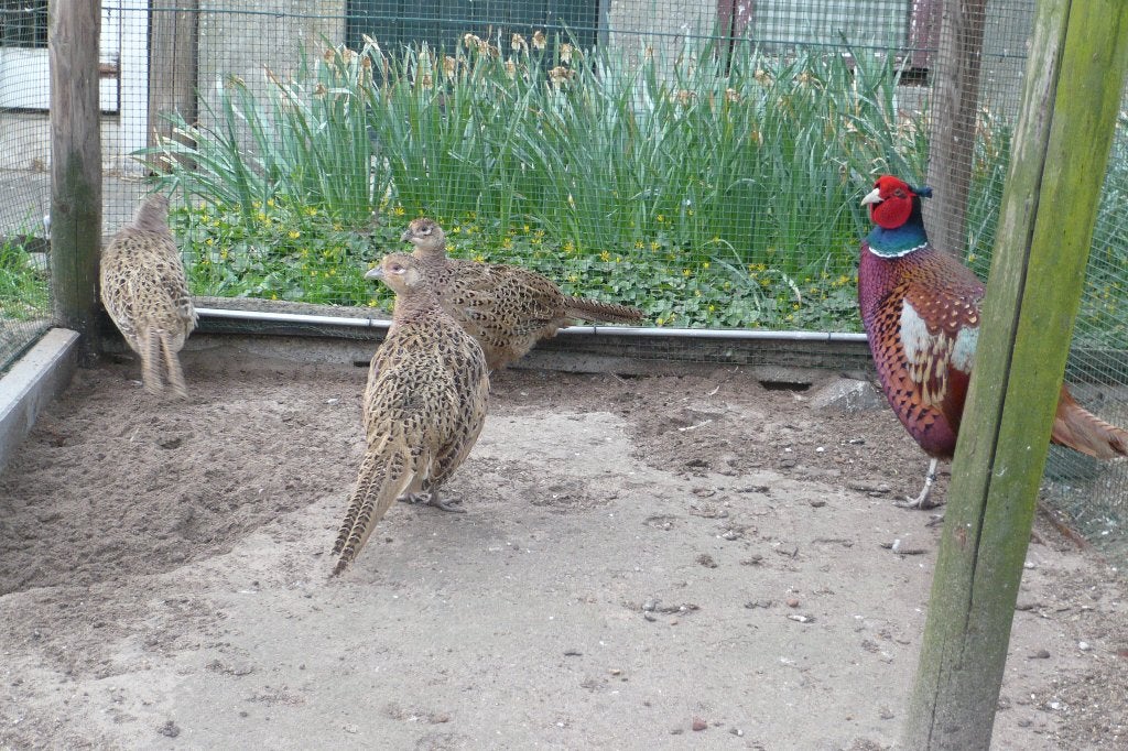 Te koop broedeitjes bosfazant en tenebroos bosfazant, Dieren en Toebehoren, Pluimvee, Meerdere dieren, Overige soorten