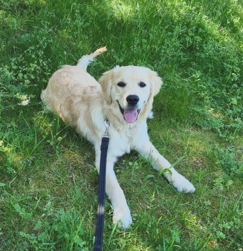 Lieve, goed getrainde Golden Retriever pup met stamboom, Golden retriever, 15 weken tot 1 jaar, Teef, Parvo