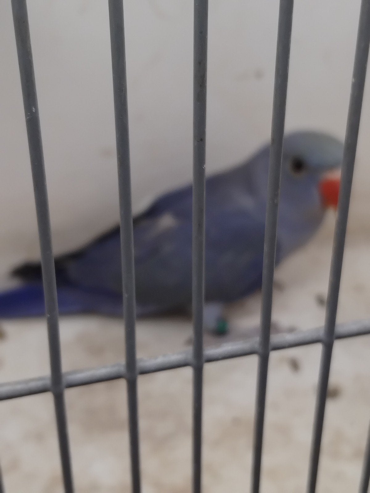 Halsband parkietje 9 wk, Dieren en Toebehoren, Vogels | Parkieten en Papegaaien, Geslacht onbekend, Parkiet, Geringd