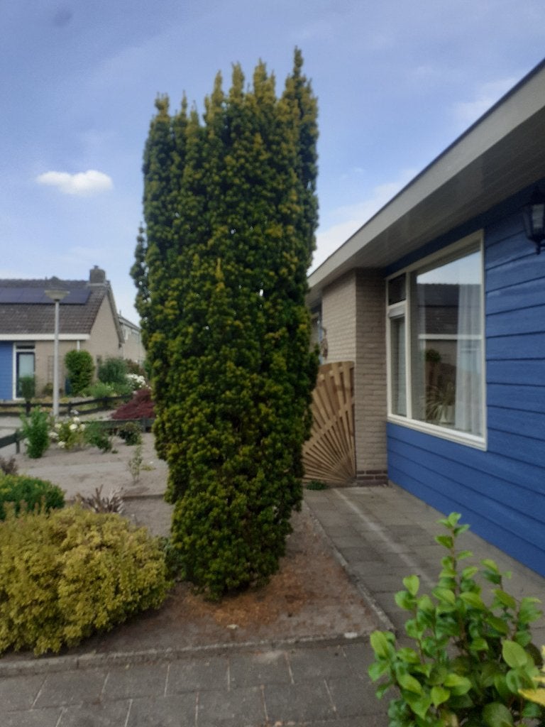 Zuil Taxus, Ophalen, Bloeit niet, Halfschaduw, 100 tot 250 cm