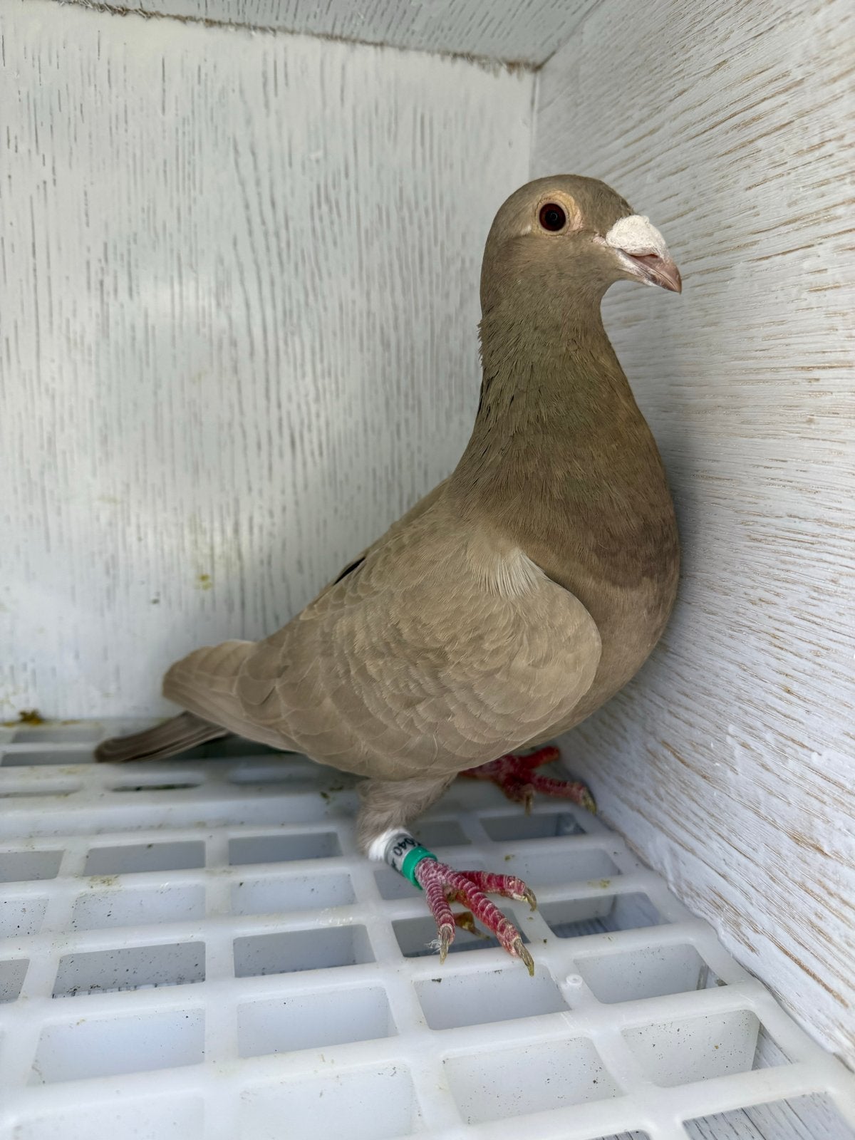 gekleurde postduif, Dieren en Toebehoren, Mannelijk, Postduif
