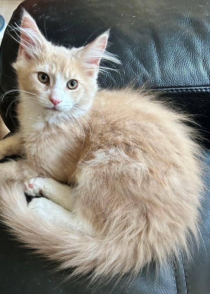 Maine Coon katertje zoekt zijn eigen stekkie, Dieren en Toebehoren, Katten en Kittens | Raskatten | Langhaar, Kater, Ontwormd