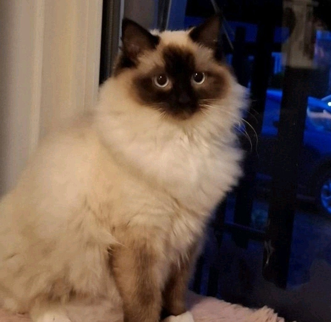 Ragdoll poes, Poes, Gechipt, 0 tot 2 jaar
