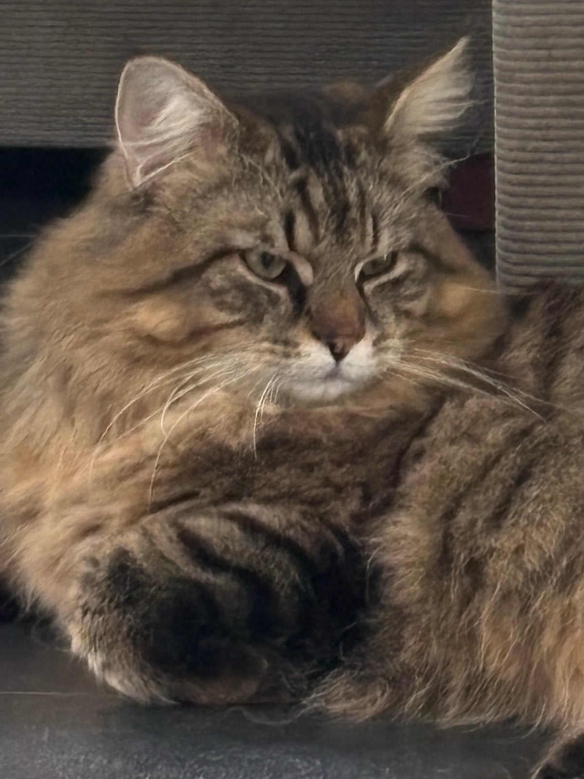 Main coon x Noorse boskat kittens, Meerdere dieren, Ontwormd, 0 tot 2 jaar