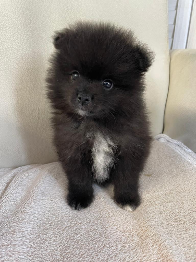 5 Prachtige pomeriaan/dwergkees pups.️🩵🩷, Dieren en Toebehoren, Overige rassen, 8 tot 15 weken, Parvo, Meerdere