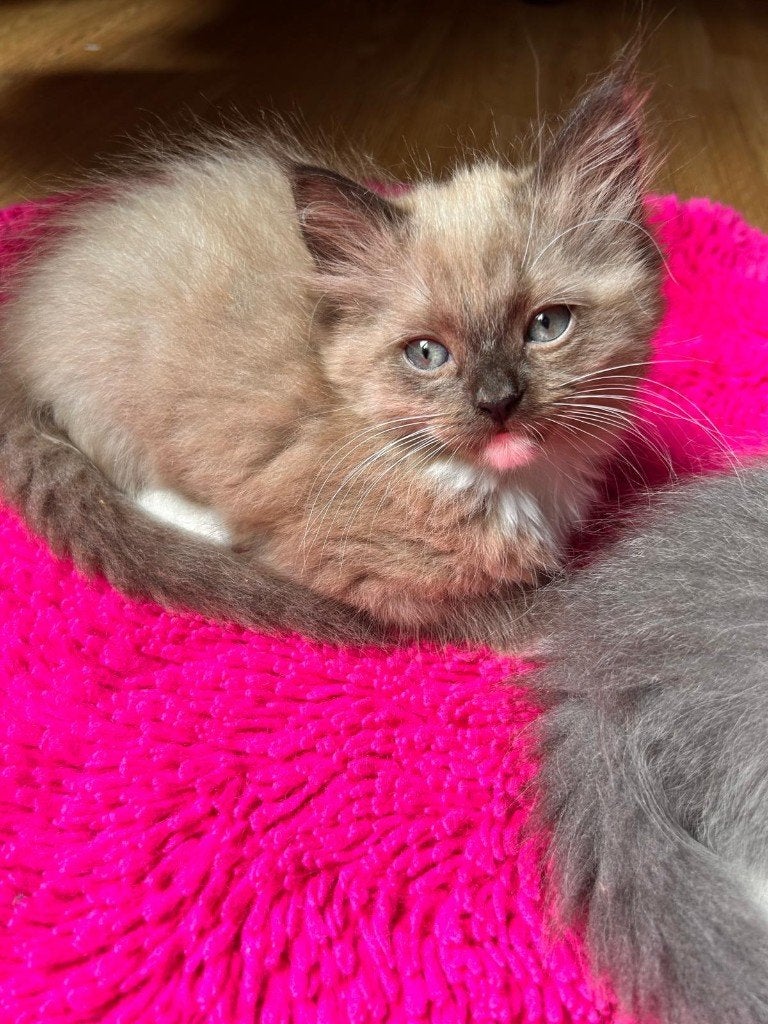 Prachtige 100% raszuivere Ragdoll kittens ,mogen verhuizen., Dieren en Toebehoren, Katten en Kittens | Raskatten | Langhaar, Meerdere dieren