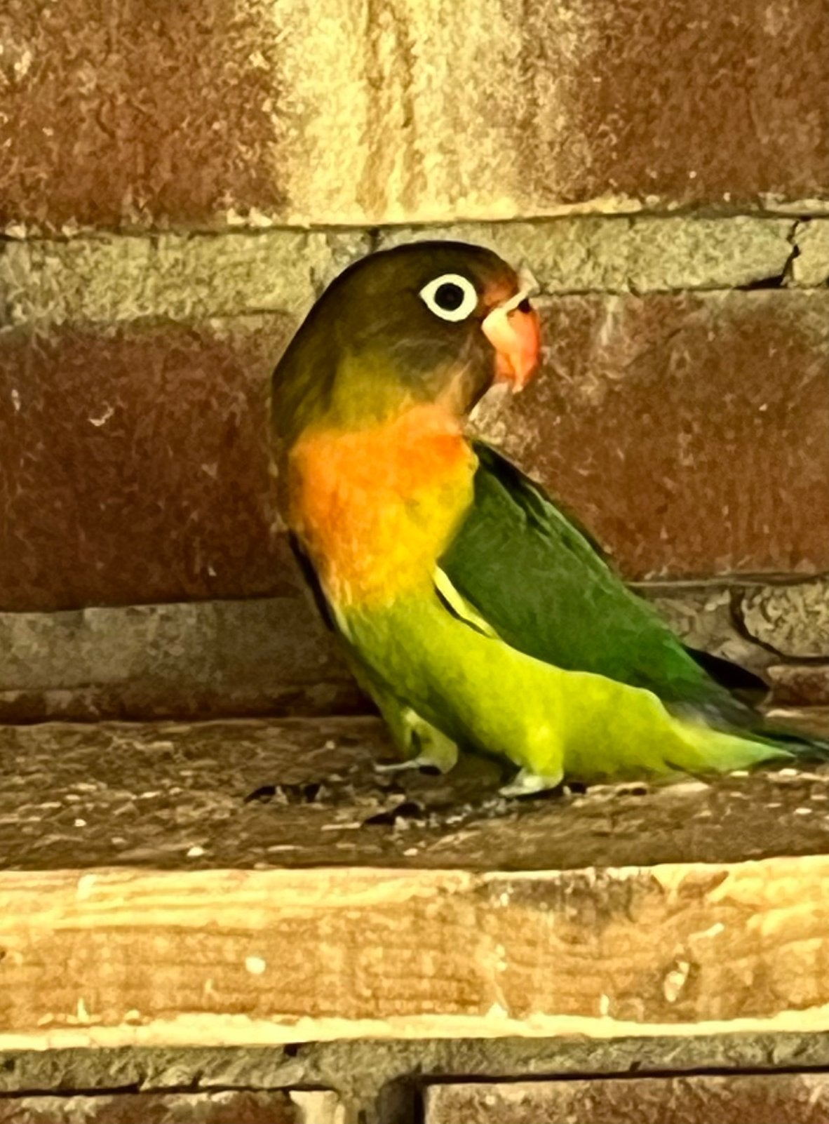 Jongen Agapornis (dwergpapegaai), Dieren en Toebehoren, Vogels | Parkieten en Papegaaien, Geslacht onbekend, Dwergpapegaai of Agapornis