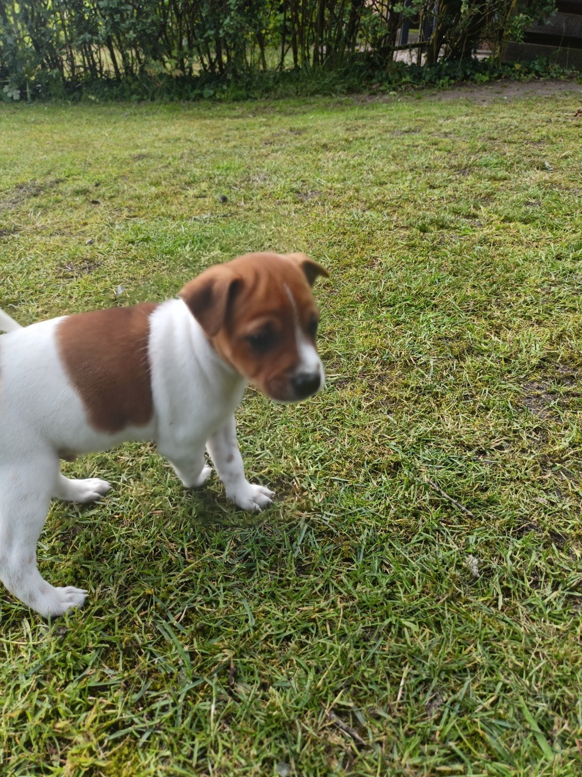 3 prachtige, sociale, speelse boerenfox pups, Parvo, 8 tot 15 weken, Meerdere, Meerdere dieren