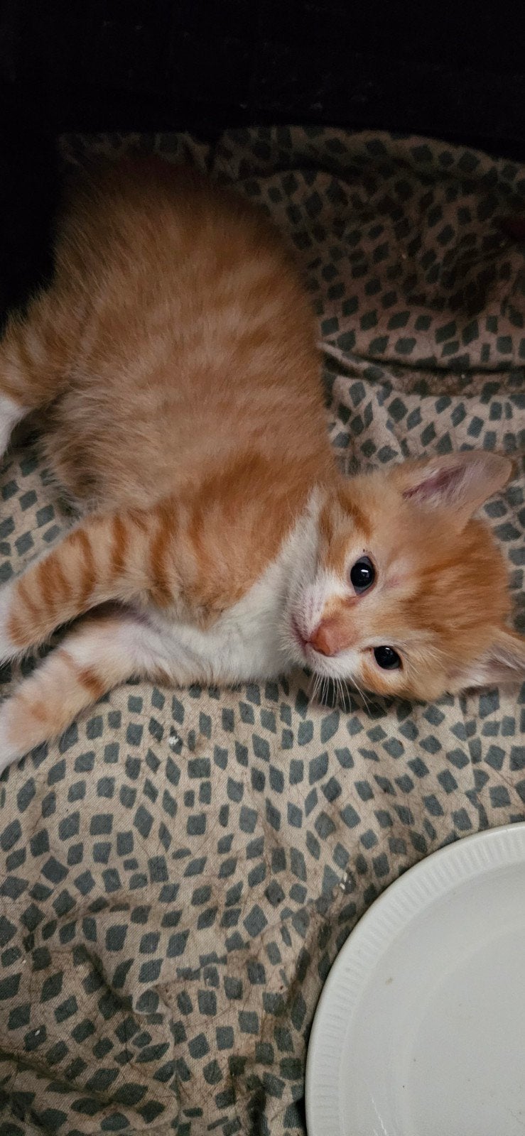 3 kittens, Meerdere dieren