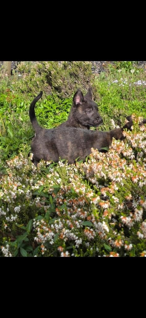 Sociale Hollandse Herder pups, 8 tot 15 weken, Parvo, Meerdere, Meerdere dieren