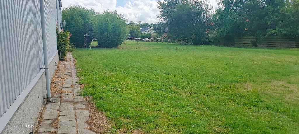 Gezocht, zwarte of bruine merrie, Dieren en Toebehoren, Paarden, Merrie