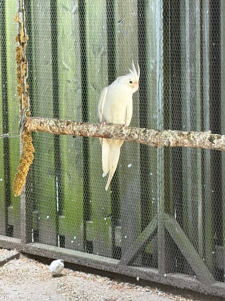 Jonge albino valkparkieten net uigevlogen, Dieren en Toebehoren, Vogels | Parkieten en Papegaaien, Geslacht onbekend, Parkiet