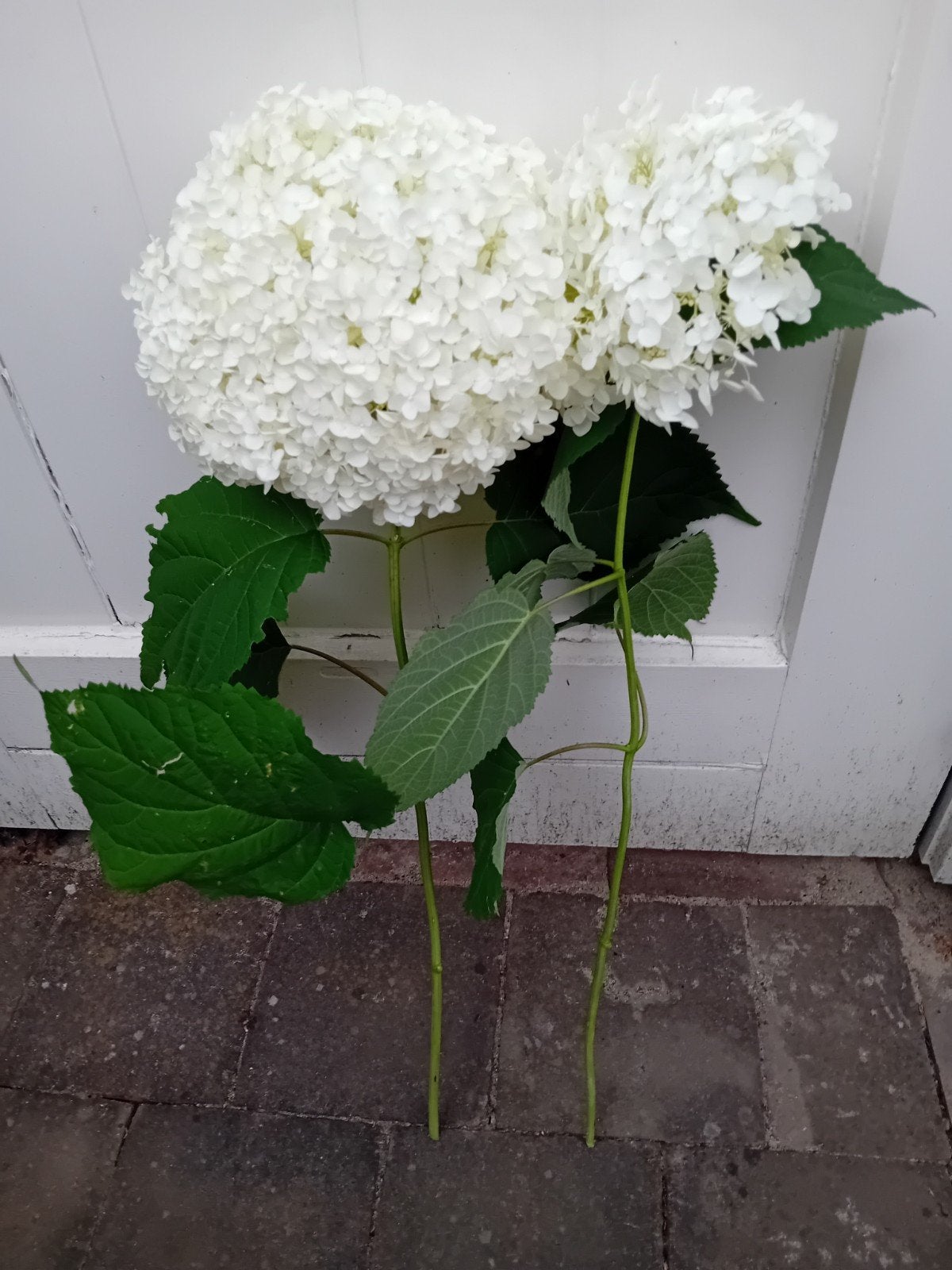 Verse annabel bloemen, Ophalen
