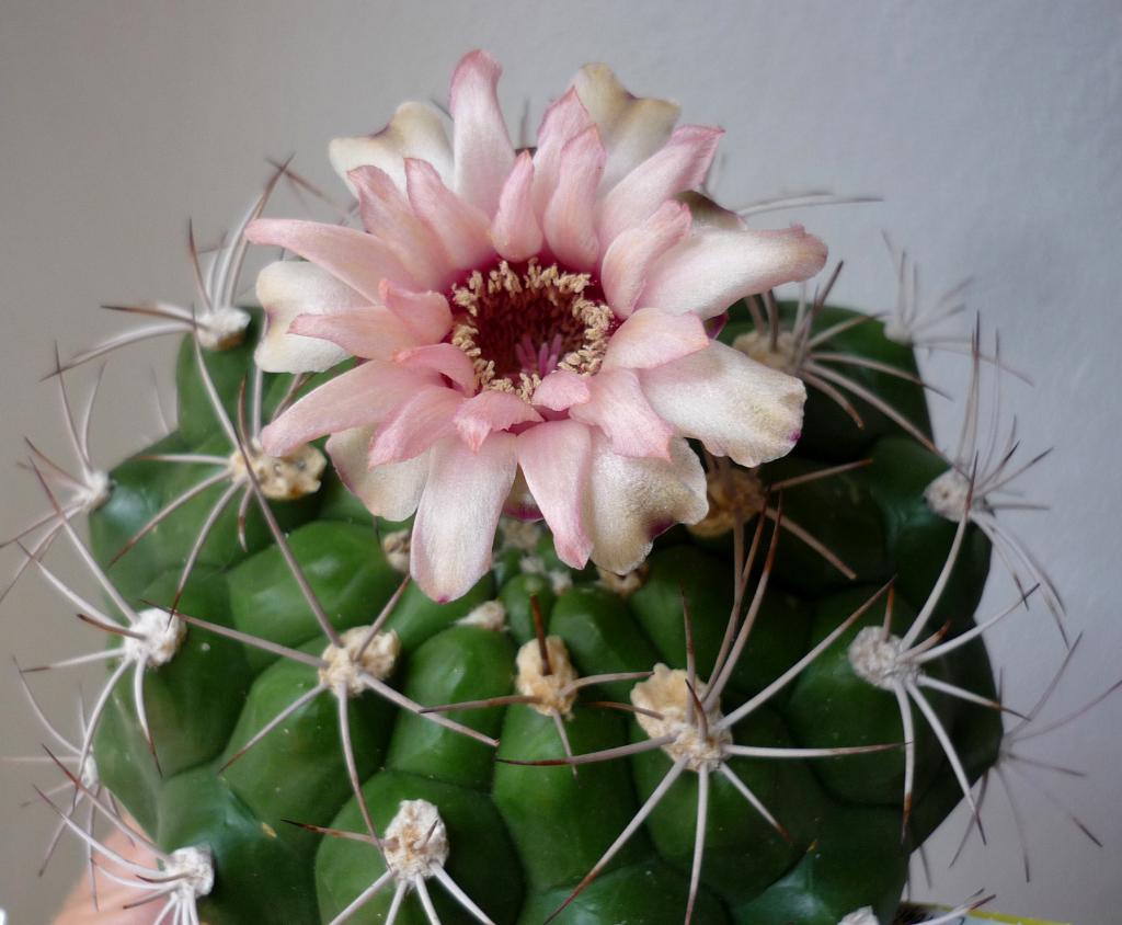 cactus - Gymnocalycium riograndense, Huis en Inrichting, Kamerplanten, Ophalen of Verzenden, Cactus, Volle zon, Minder dan 100 cm