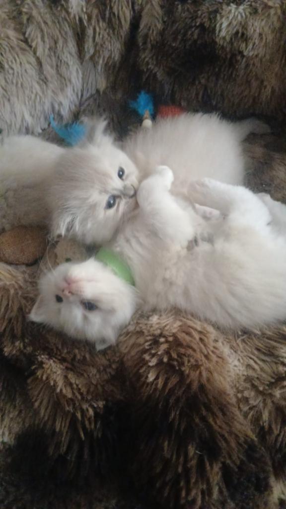 Super mooie  Ragdoll x pers kittens, Poes, Gechipt, 0 tot 2 jaar