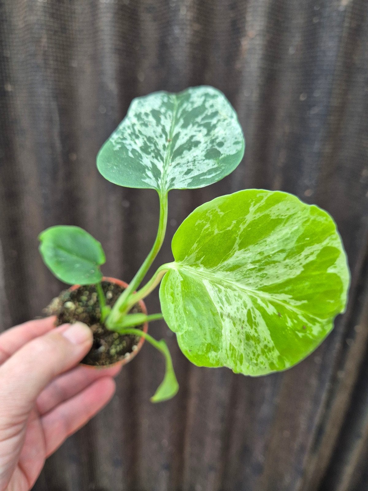 Monstera D Bulbasaur p6 (9)