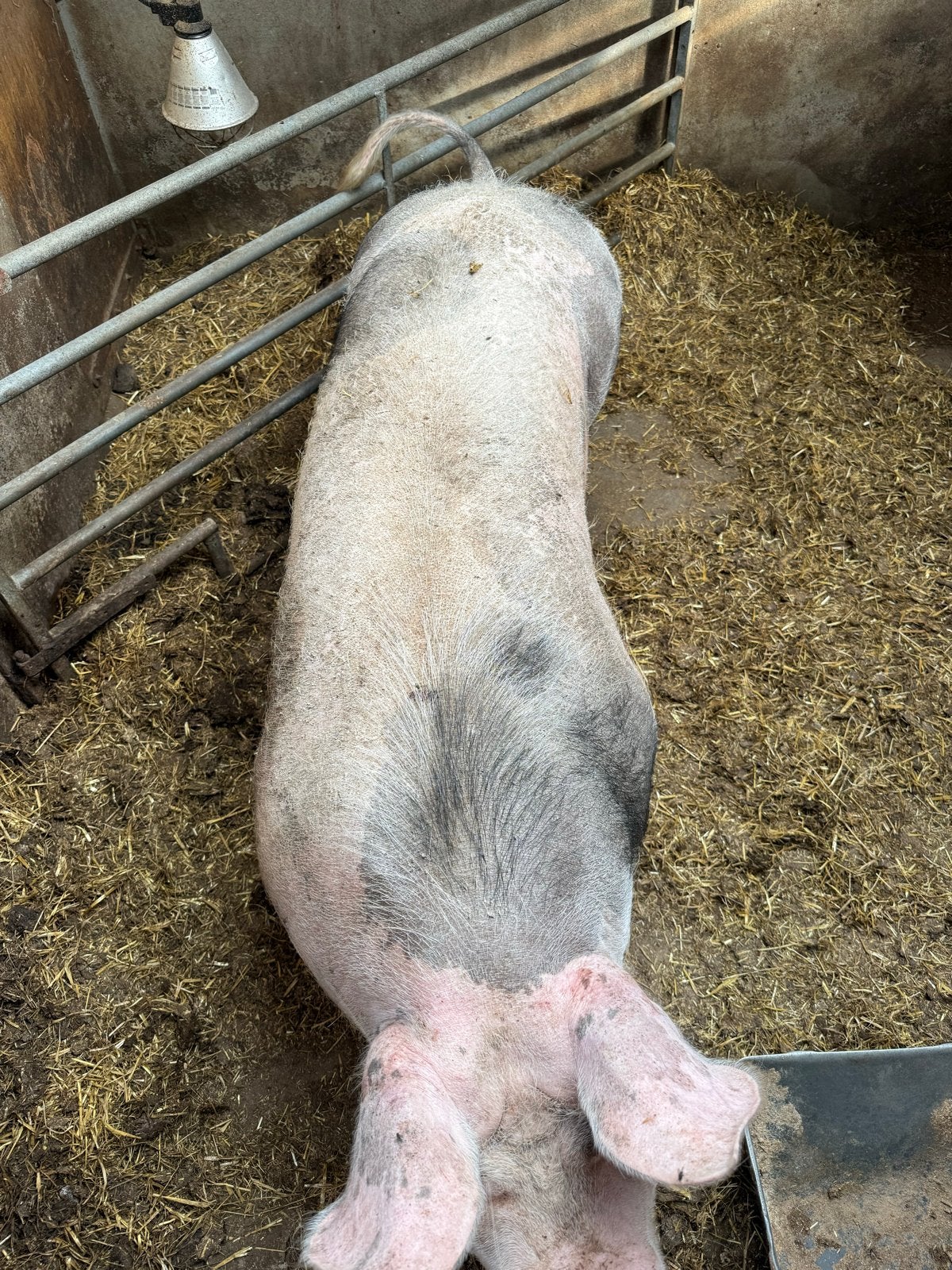 Te koop tweede worps zeug, Dieren en Toebehoren, Schapen, Geiten en Varkens, Vrouwelijk, Varken, 0 tot 2 jaar