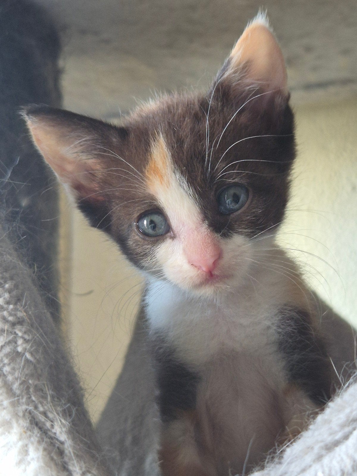 poesje lapjes, Poes, Ontwormd