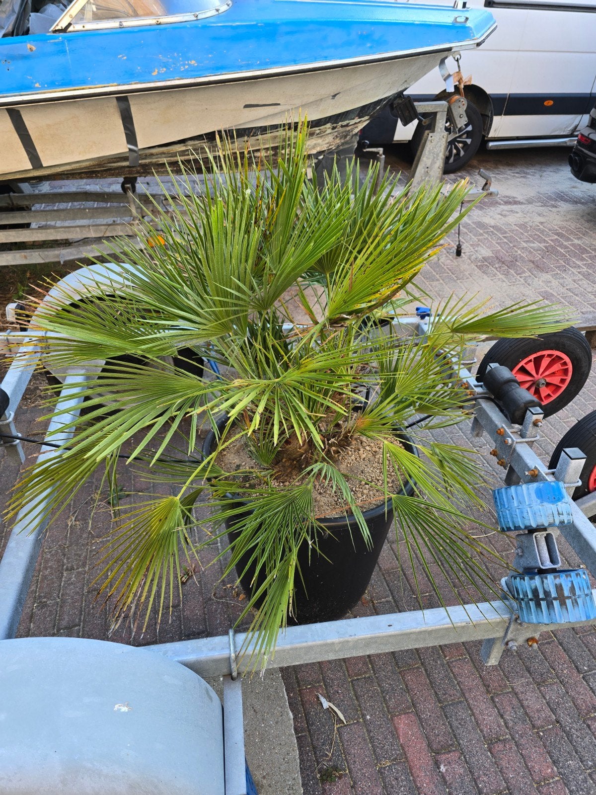 Robuuste palmboom in pot - Ideaal voor terras of tuin, Volle zon, Vaste plant, Bloeit niet, Ophalen