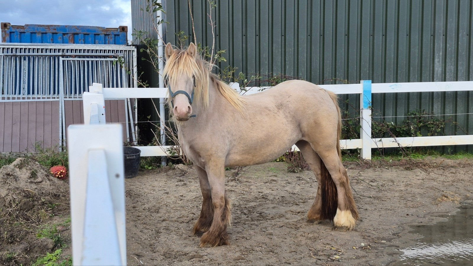 tinker merrie en tinker merrieveulen met aparte kleur, Dieren en Toebehoren, 3 tot 6 jaar, Onbeleerd, Recreatiepony, D pony (1.37m tot 1.48m)