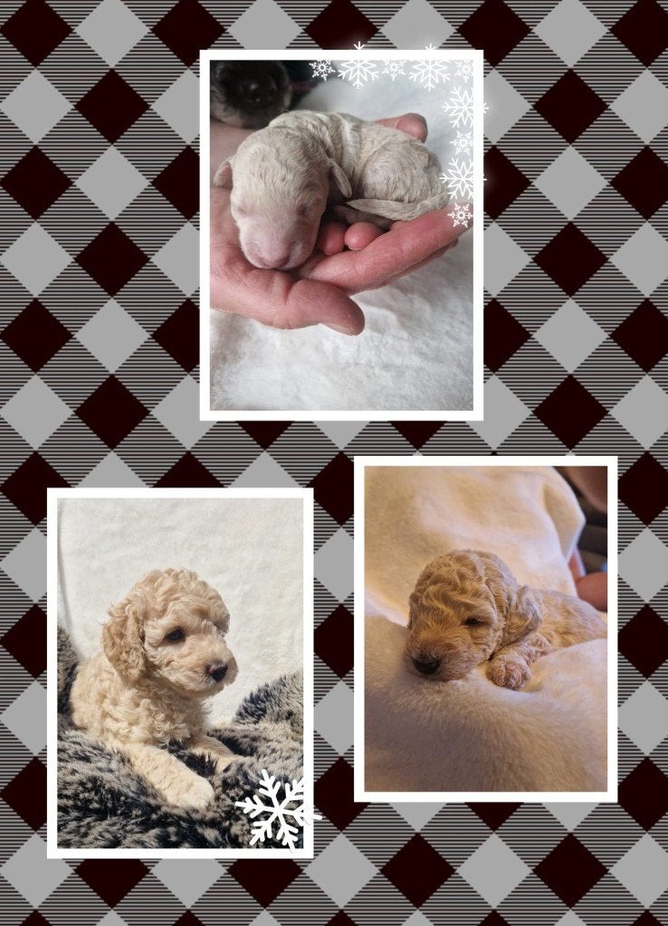 Australian labradoodle alf2 pups, Dieren en Toebehoren, Parvo, Overige rassen, 8 tot 15 weken, Meerdere