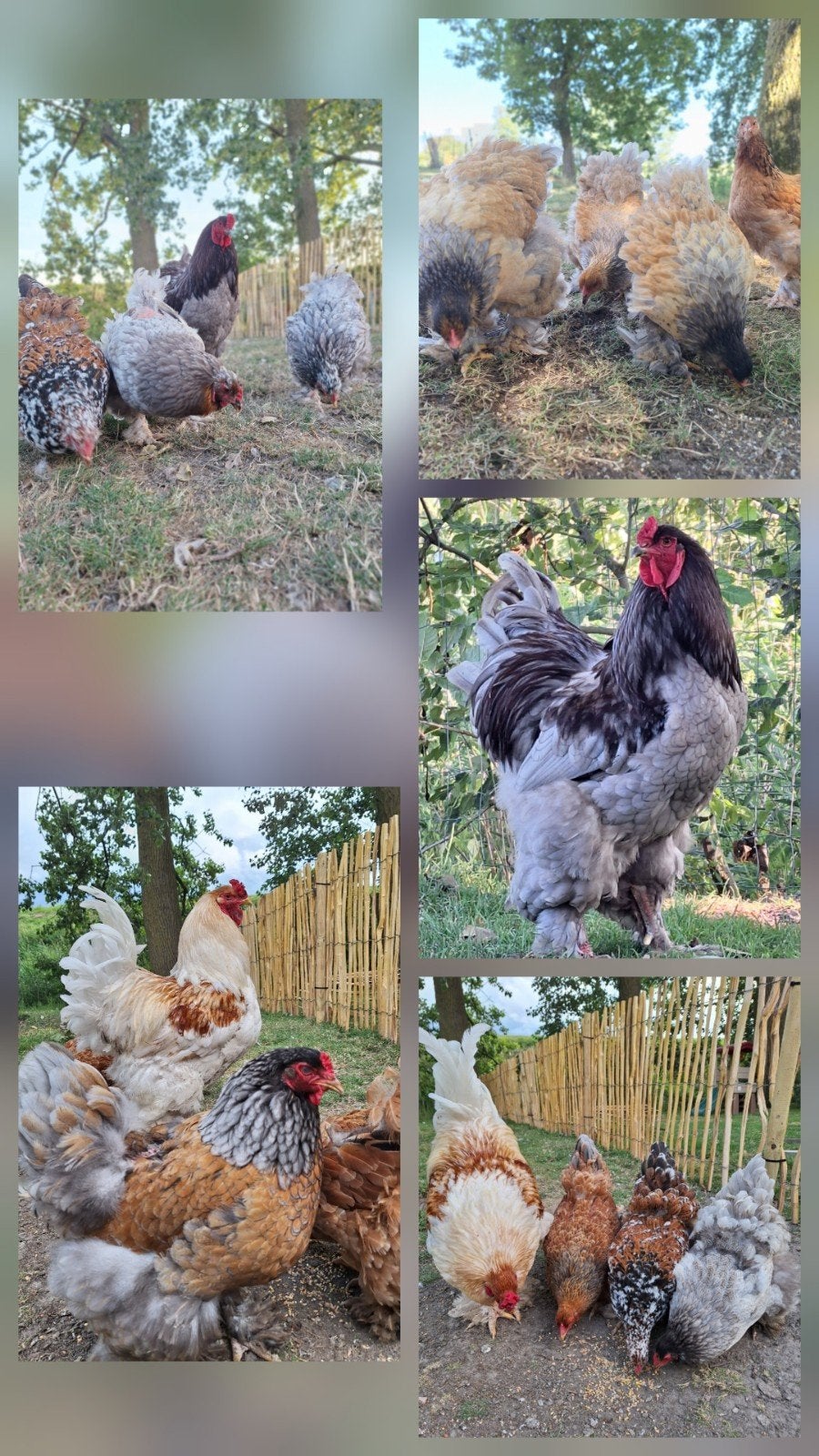 Binnenkort brahma groothoender kuikens verwacht, Dieren en Toebehoren, Pluimvee, Geslacht onbekend, Kip
