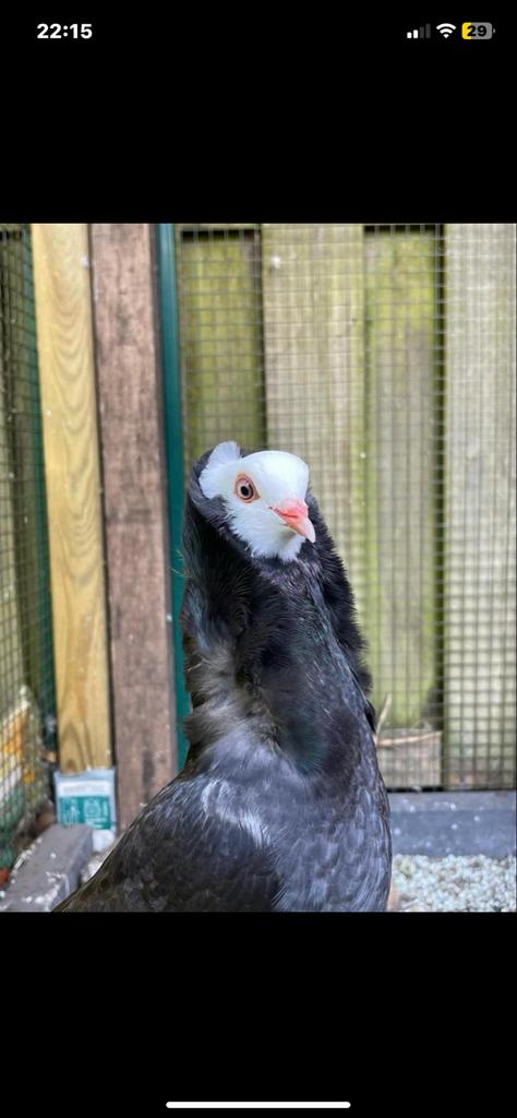 Kapucijners. Duif, Dieren en Toebehoren, Vogels | Duiven, Meerdere dieren, Overige soorten