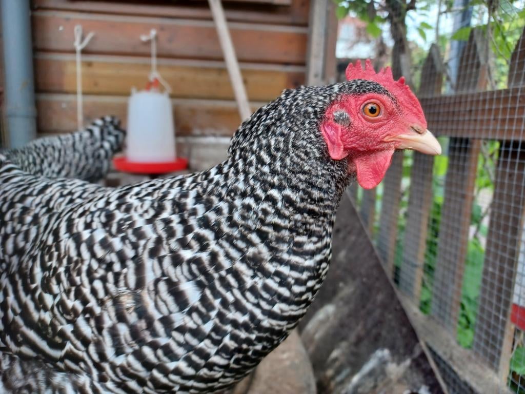 6 kippen, vol aan de leg, Dieren en Toebehoren, Vrouwelijk, Kip