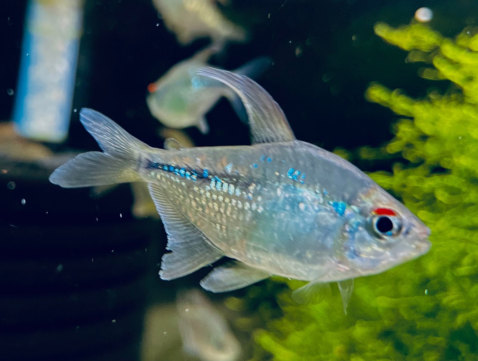 Diamantzalm (Moenkhausia pittieri), Vis, Zoetwatervis, Schoolvis