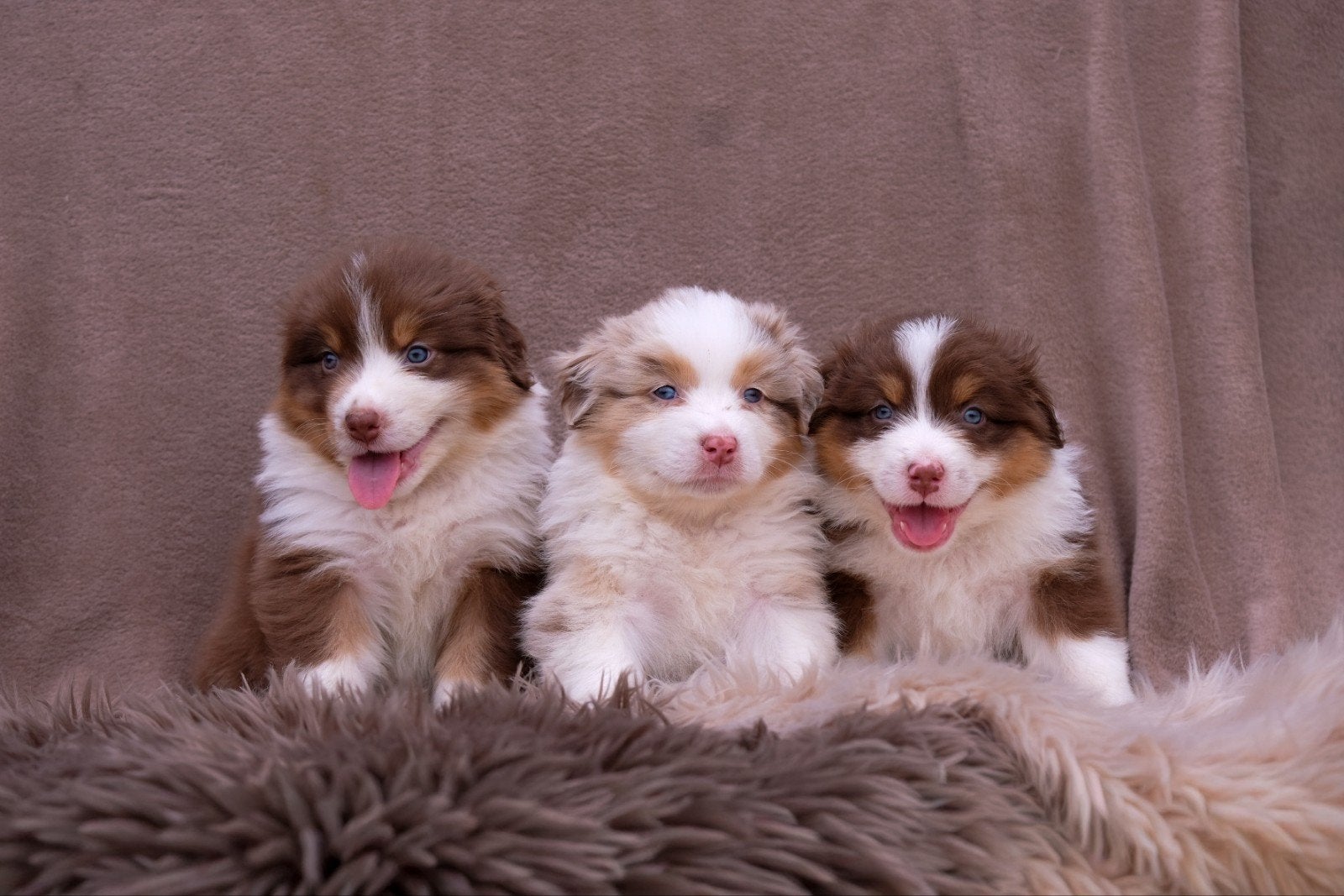 geweldige Australian Shepherd pups, 8 tot 15 weken, Collie, Meerdere, Meerdere dieren