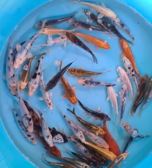 Koi 12–15 cm uit eigen kwekerij – Koidream Valburg, Karper of Koi