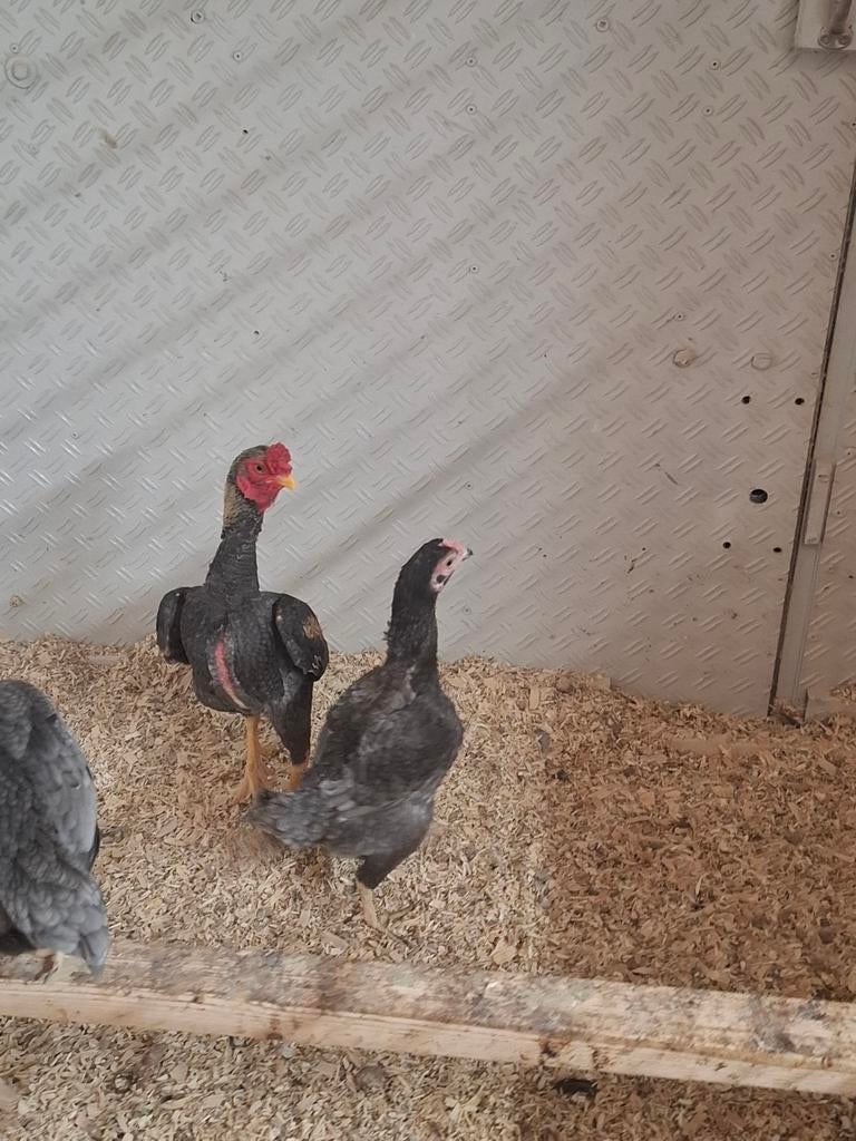Tri ko shamo's zilver tarwe, Dieren en Toebehoren, Vrouwelijk, Kip