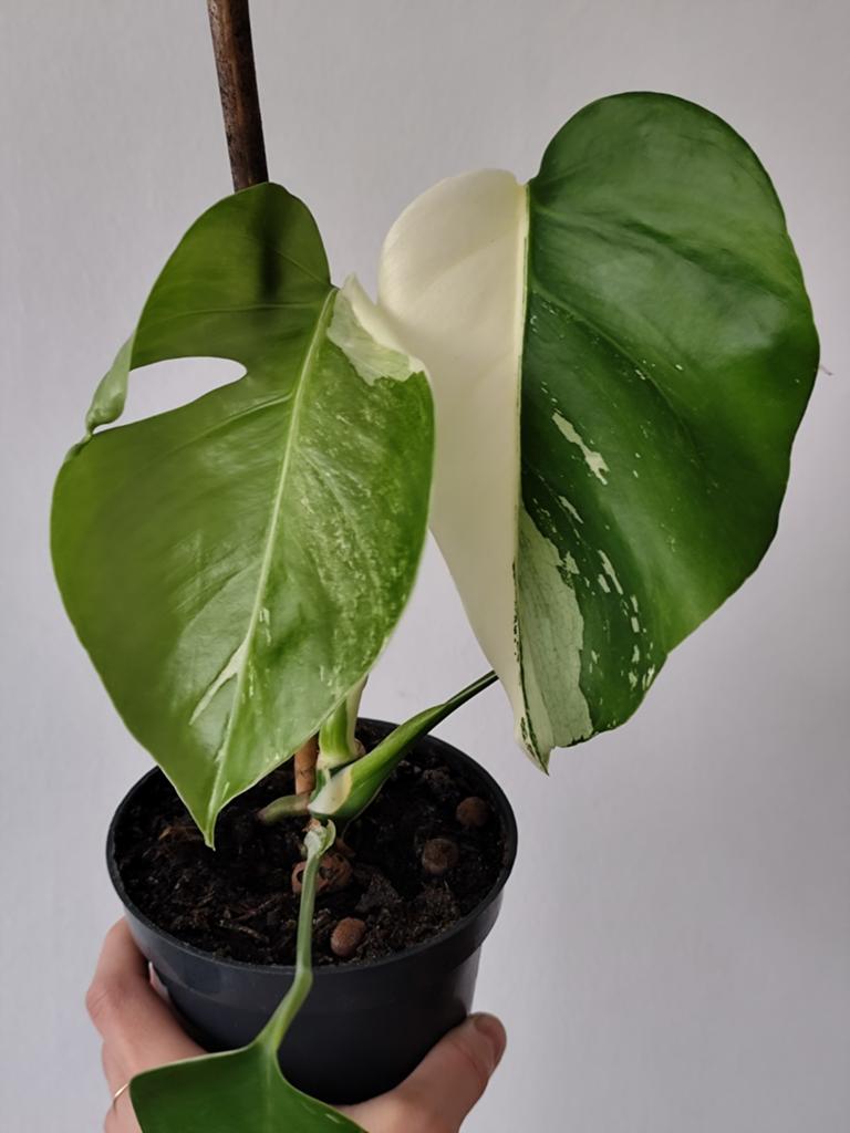Monstera Variegata, Huis en Inrichting, Kamerplanten, Ophalen, Overige soorten, Halfschaduw, In pot