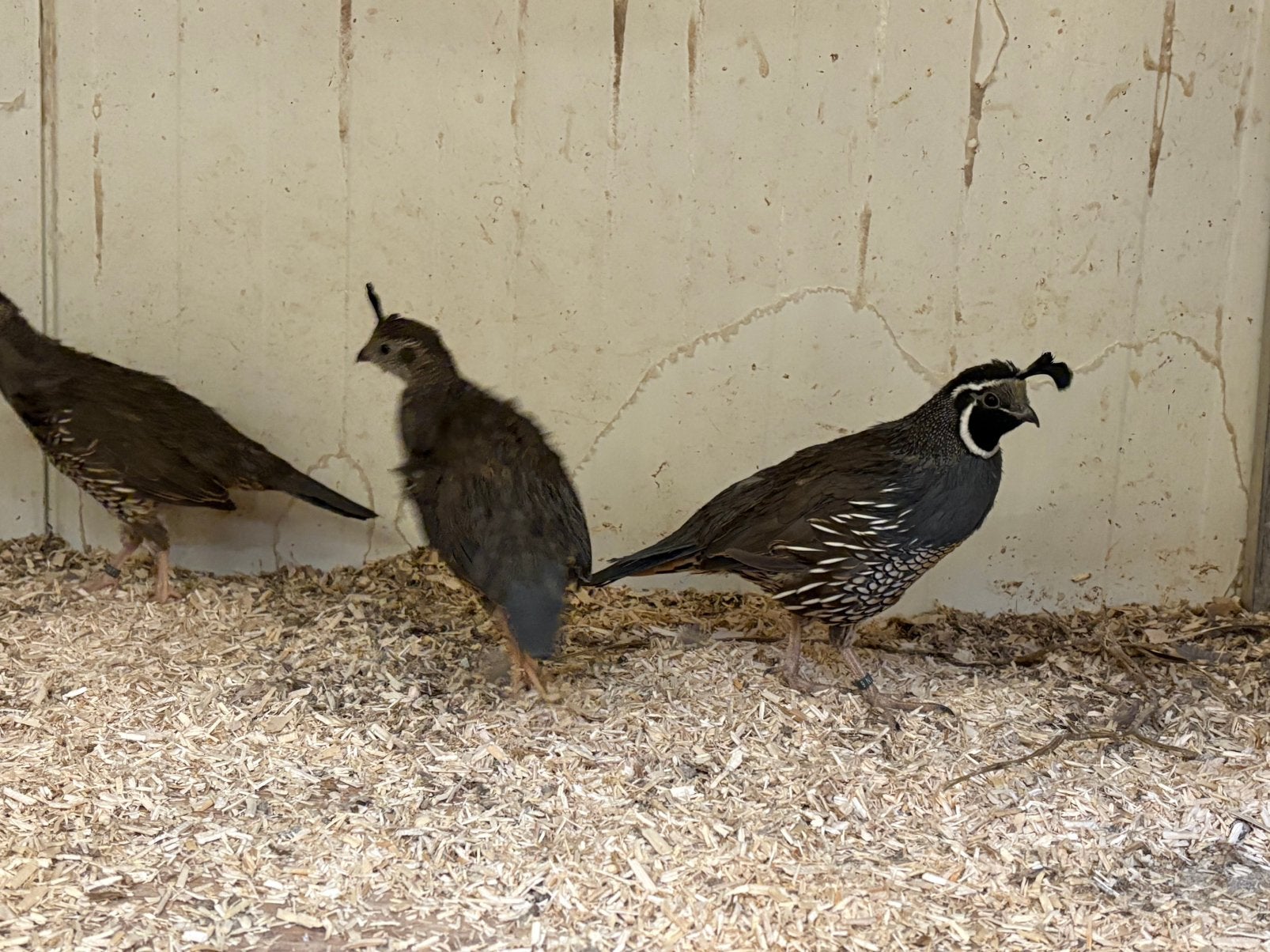 Californische kuifkwartels, Dieren en Toebehoren, Meerdere dieren, Geringd