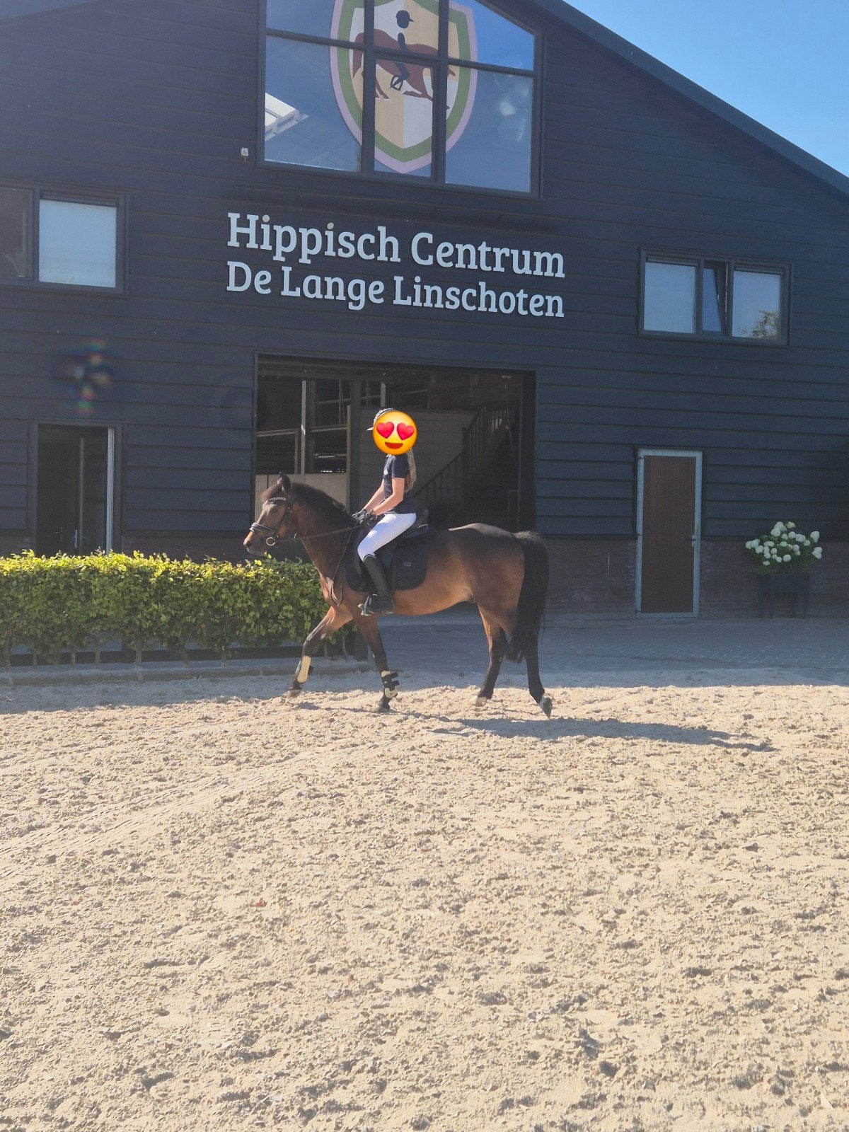 Ontzettende lieve veelzijdige kinder(sport) pony, Ruin, D pony (1.37m tot 1.48m), Met stamboom, 3 tot 6 jaar