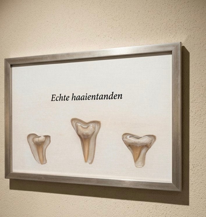 Wandbordje met 3 Echte Haaientanden - Uniek Decoratiestuk, Verzamelen, Ophalen of Verzenden, Nieuw