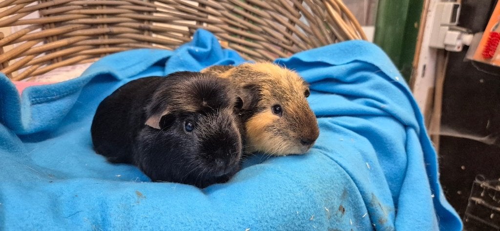Cavia Koppel MAX & LUC uit de opvang zoeken een tehuis!, Januari, Meerdere dieren, Cavia