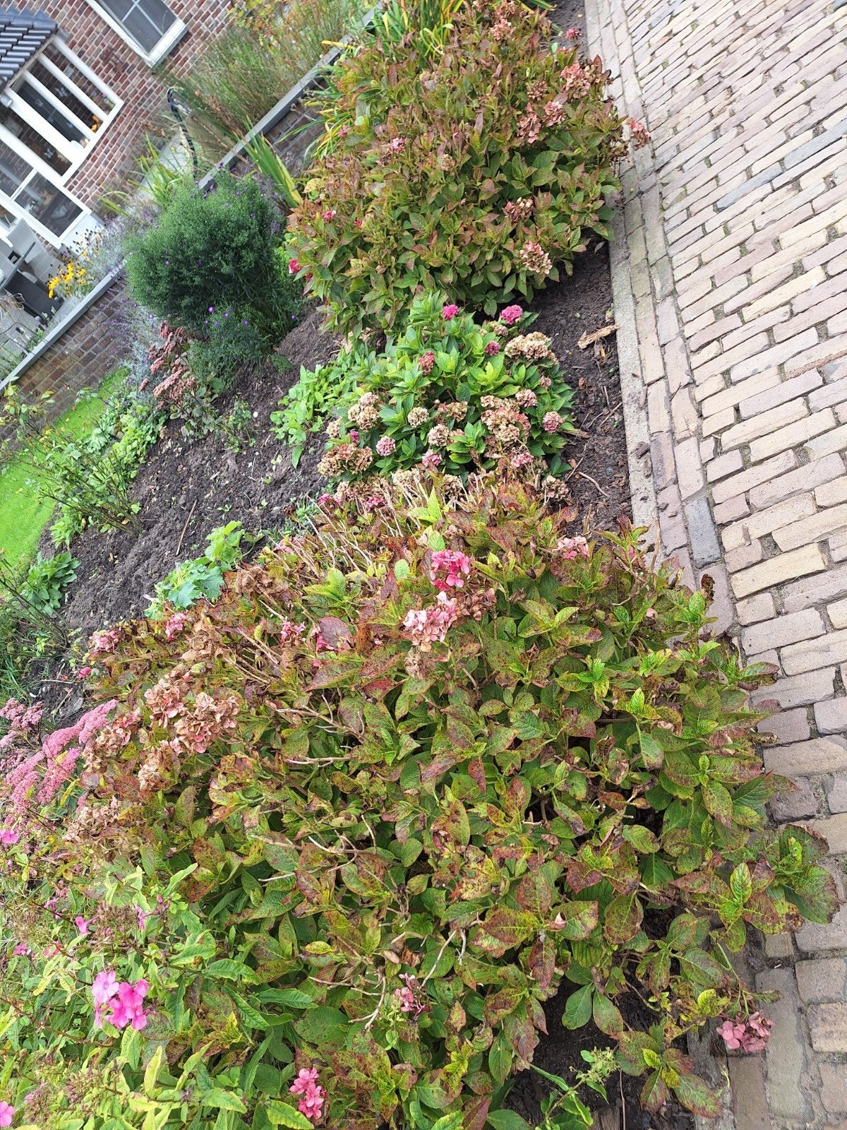 3 gratis hortensia's zelf uitgraven, Tuin en Terras, Vaste plant, Halfschaduw, Zomer, Ophalen