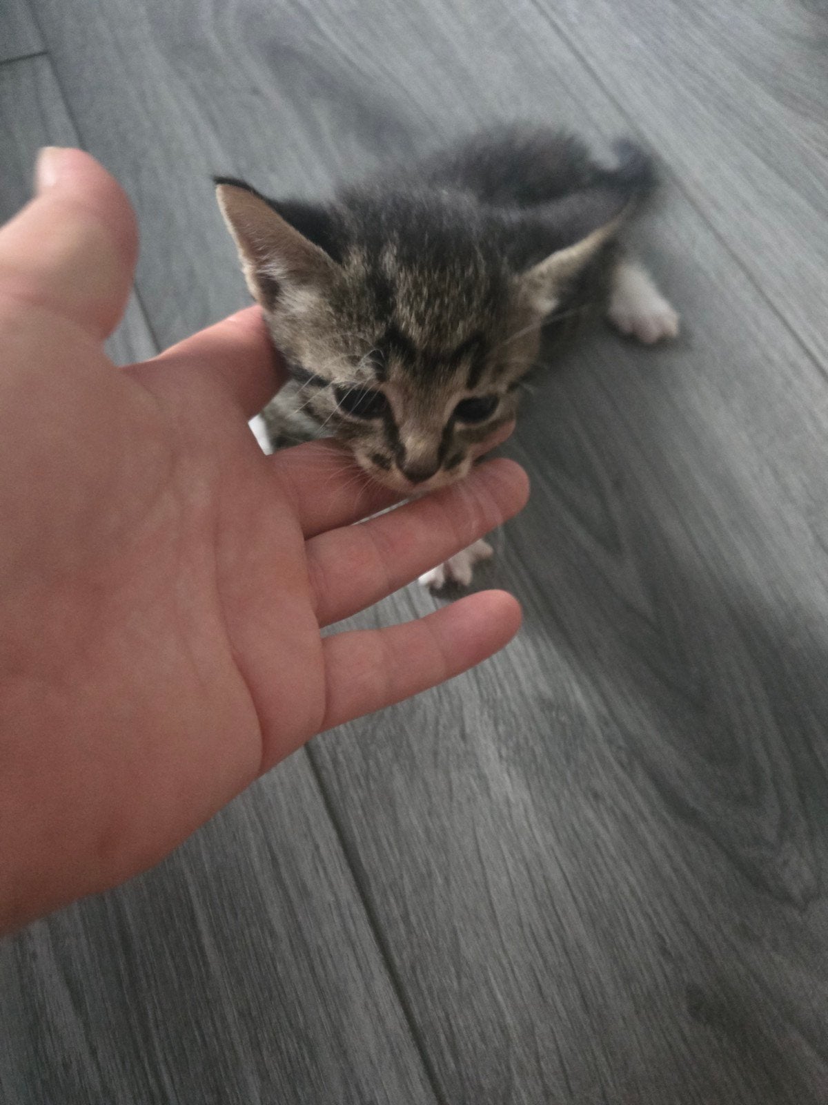 kittens te koop, Dieren en Toebehoren, Katten en Kittens | Overige Katten, Poes