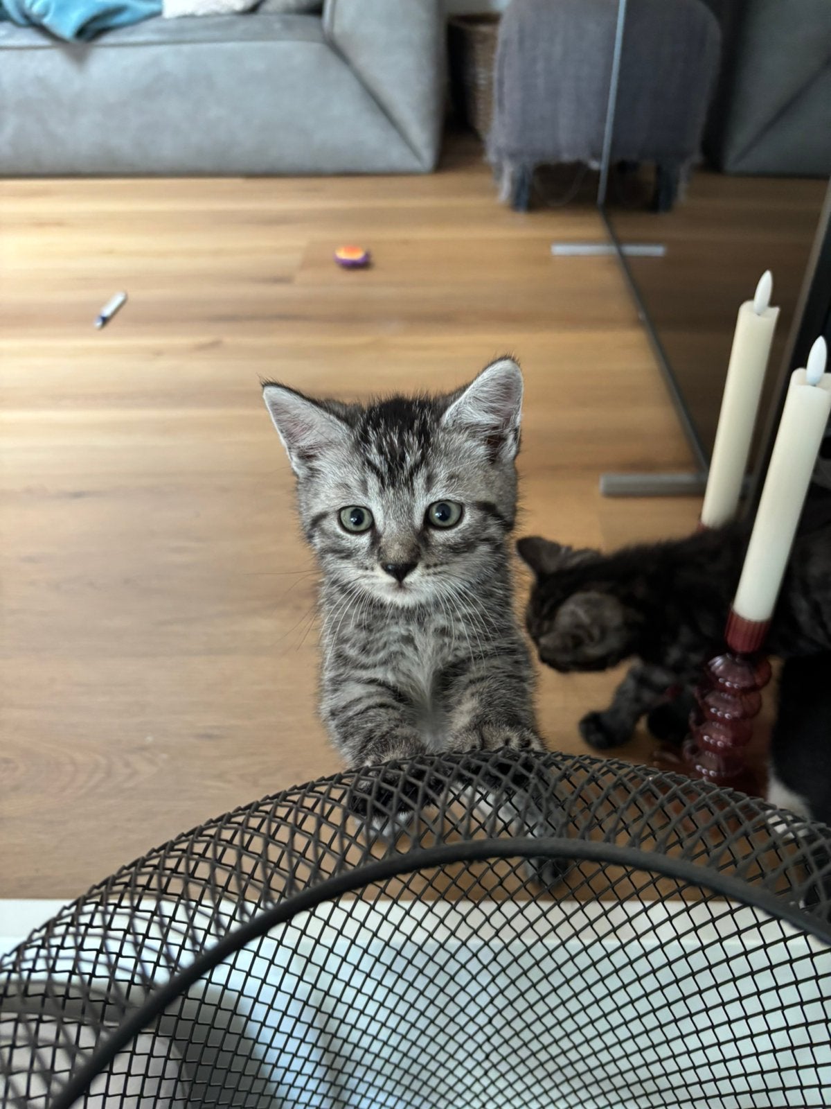 Vijf super lieve kittens te koop!, Meerdere dieren, Kortharig, 0 tot 2 jaar