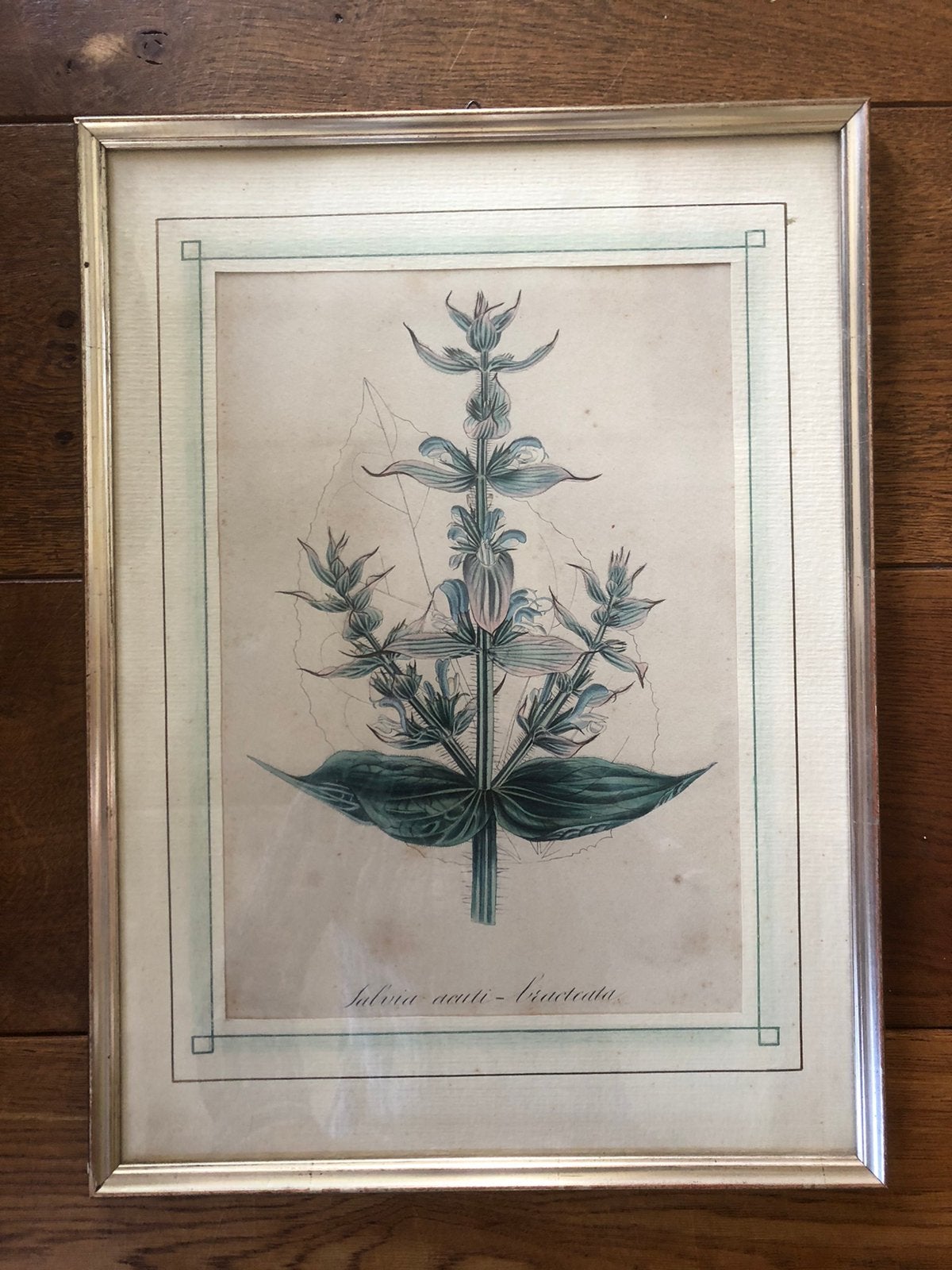 Oude lijst met afbeelding plant 30x41, Ophalen of Verzenden