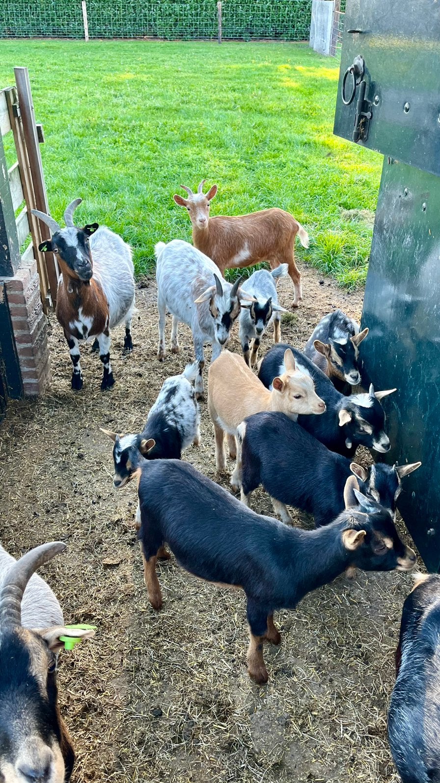 2 moedergeiten , 5 bokjes te koop, Meerdere dieren, Geit