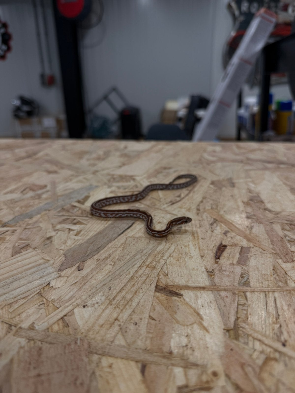 Diverse baby Rattenslangen Rat Snake photo 5