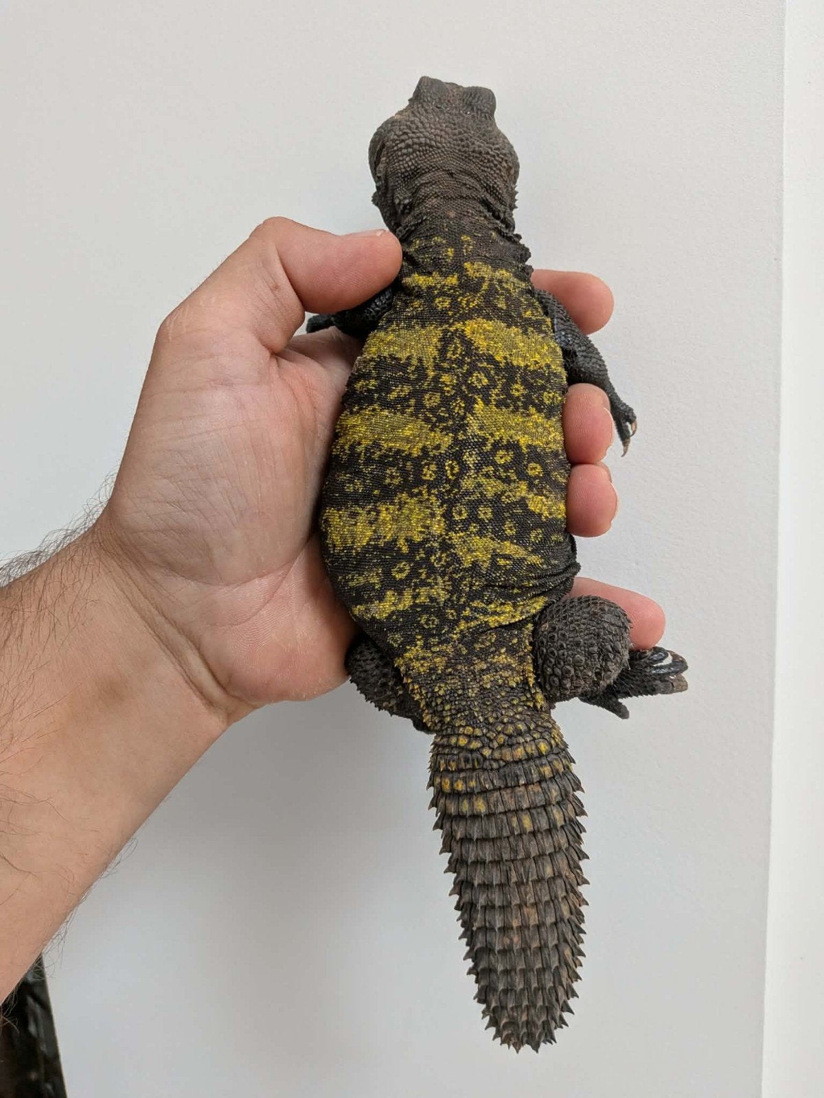 uromastyx flavifasciata 1.1 (geel), Hagedis, Tam, 3 tot 6 jaar