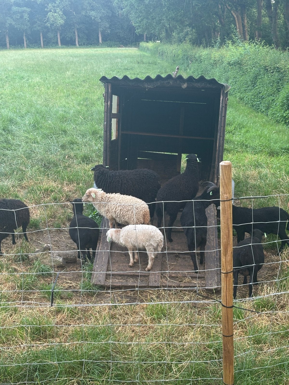 Ouessant lammeren te koop, Meerdere dieren, Schaap